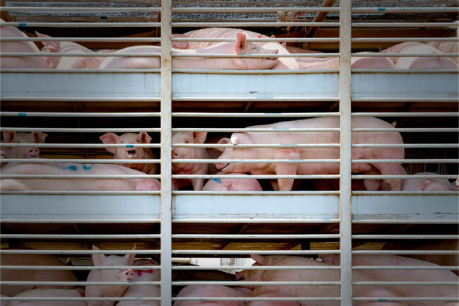 Pigs in transport on a trailer truck