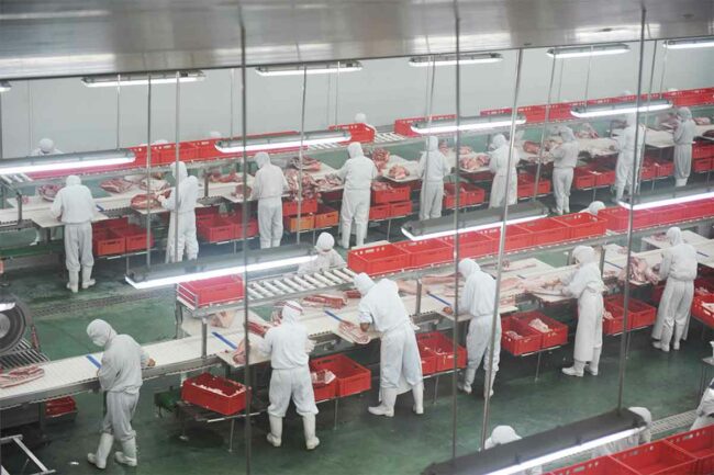 pork processing line