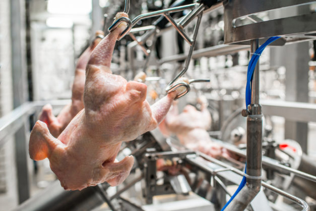 Poultry Processing Tech: Wings still rule