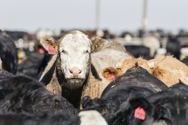 cattle closeup