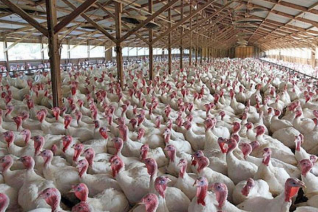 Barn filled with white turkeys