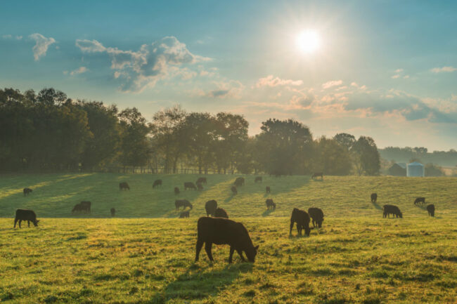 Cattle grazing