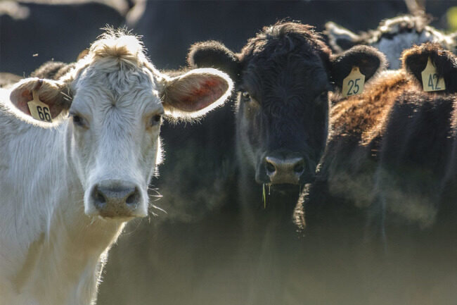 Cattle Japan